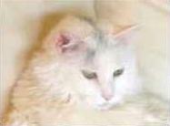 Catman Dude =^-.-^='s Avatar