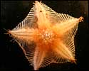 lolastarfish's Avatar
